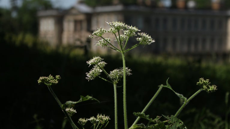 Cow parsley in the meadow at Calke Abbey, with the house blurred in the background.